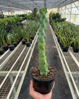 Boobie Cactus Live Indoor Plant (Myrtillocactus geometrizans), Easy Care Columnar Cactus Houseplant for Home and Office Decor