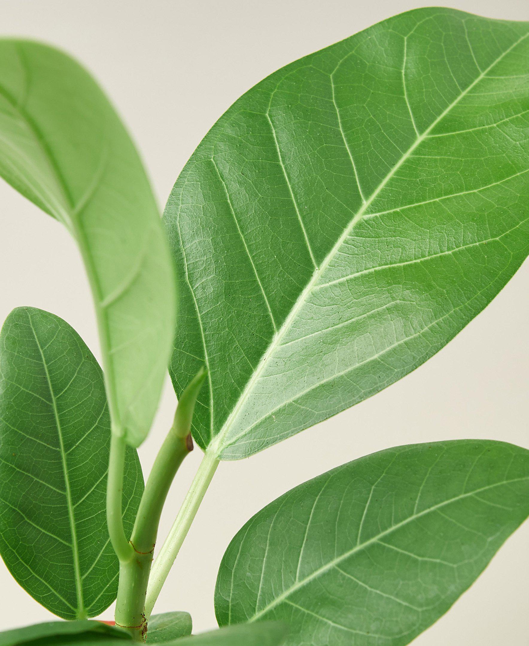 Ficus Audrey (Ficus benghalensis)