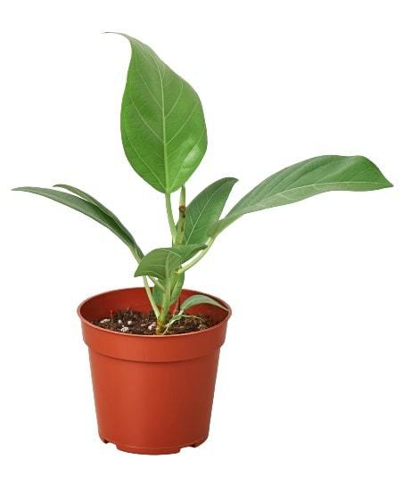 Ficus Audrey (Ficus benghalensis)