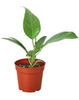 Ficus Audrey (Ficus benghalensis)