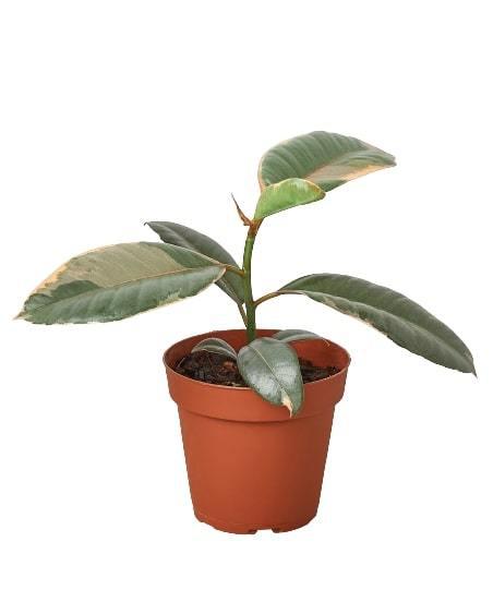 Ruby Pink Rubber Plant Live Indoor Plant (Ficus elastica), Easy Care Colorful Foliage Houseplant for Home and Office Decor