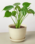 Philodendron Monstera Split-Leaf