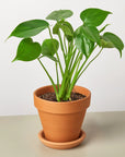 Philodendron Monstera Split-Leaf