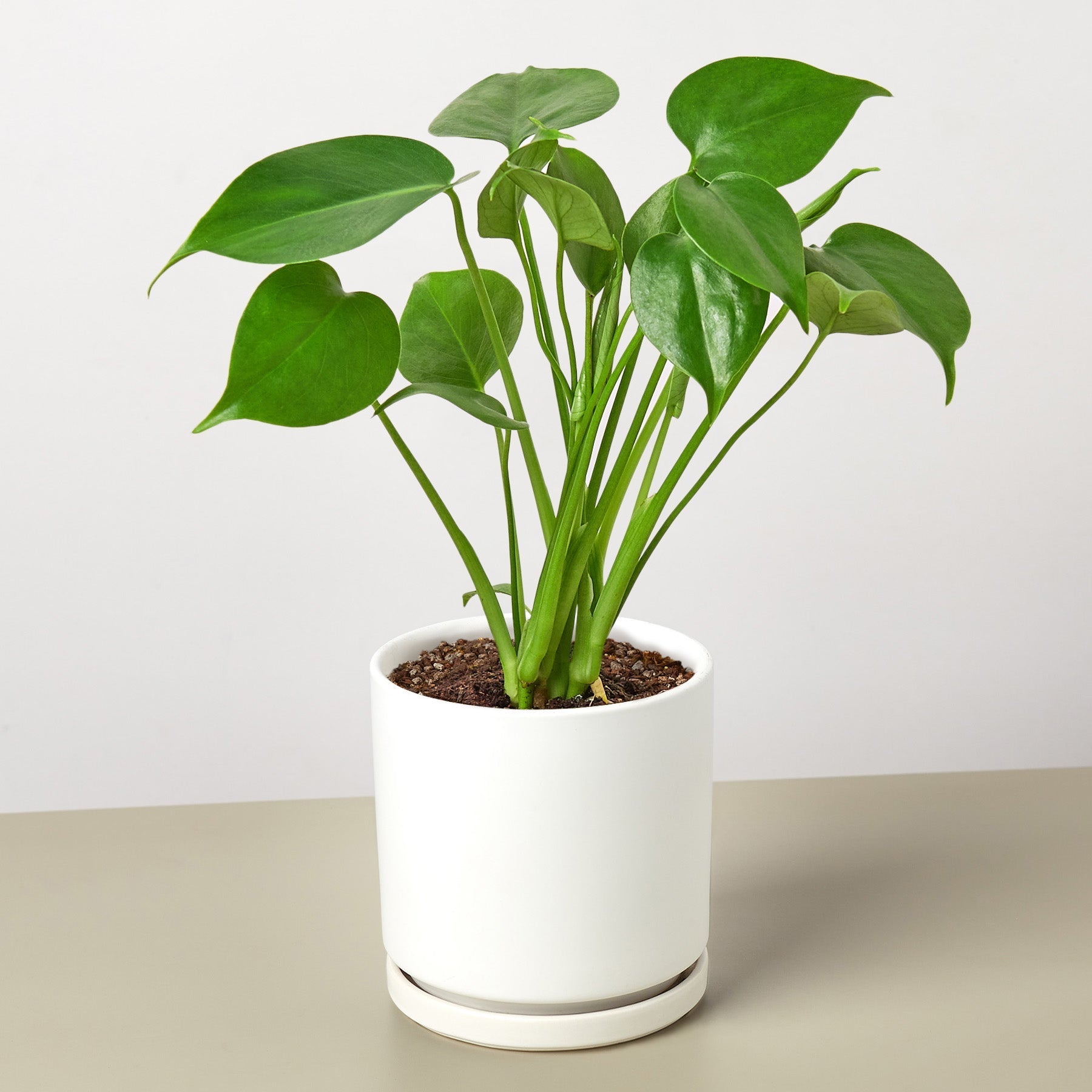 Split-Leaf Monstera Deliciosa Live Indoor Plant (Monstera deliciosa), Easy Care Climbing Statement Houseplant for Home and Office Decor