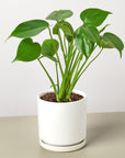 Split-Leaf Monstera Deliciosa Live Indoor Plant (Monstera deliciosa), Easy Care Climbing Statement Houseplant for Home and Office Decor