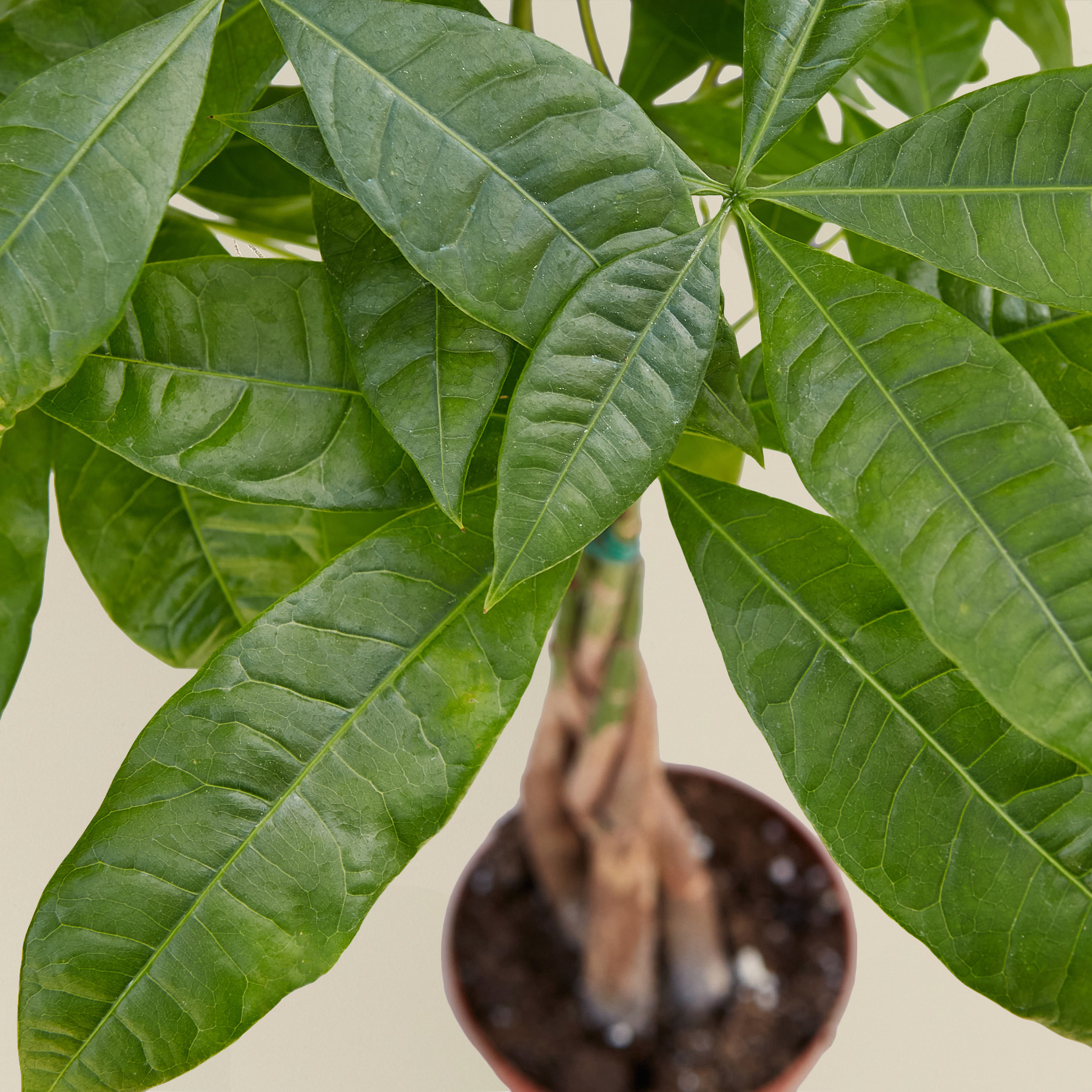 Money Tree Pachira Braid Live Indoor Plant (Pachira aquatica), Easy Care Braided Trunk Houseplant for Home and Office Decor
