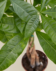 Money Tree Pachira Braid Live Indoor Plant (Pachira aquatica), Easy Care Braided Trunk Houseplant for Home and Office Decor