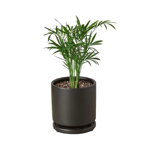 Parlor Palm Live Indoor Plant (Chamaedorea elegans), Easy Care Palm Houseplant for Home and Office Decor