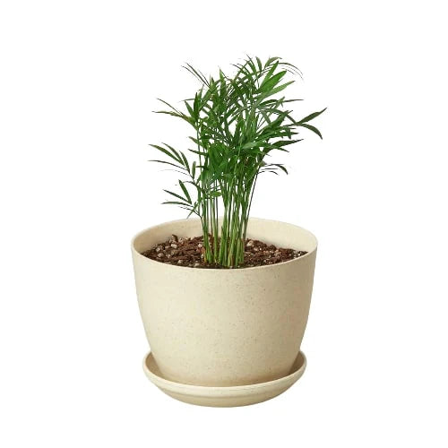 Parlor Palm Live Indoor Plant (Chamaedorea elegans), Easy Care Palm Houseplant for Home and Office Decor