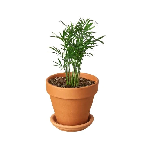 Parlor Palm Live Indoor Plant (Chamaedorea elegans), Easy Care Palm Houseplant for Home and Office Decor