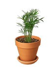 Parlor Palm Live Indoor Plant (Chamaedorea elegans), Easy Care Palm Houseplant for Home and Office Decor
