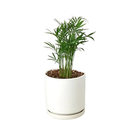 Parlor Palm Live Indoor Plant (Chamaedorea elegans), Easy Care Palm Houseplant for Home and Office Decor