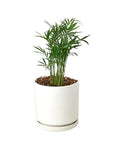 Parlor Palm Live Indoor Plant (Chamaedorea elegans), Easy Care Palm Houseplant for Home and Office Decor