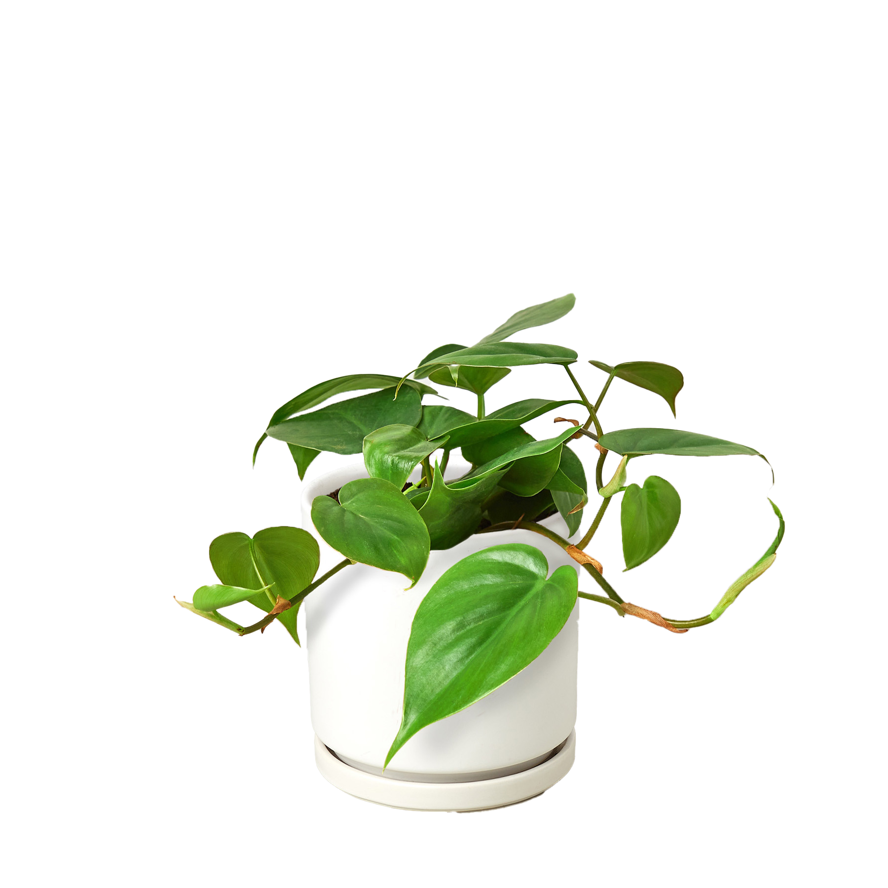 Heartleaf Philodendron Cordatum Live Indoor Plant (Philodendron hederaceum), Easy Care Trailing Houseplant for Home and Office Decor