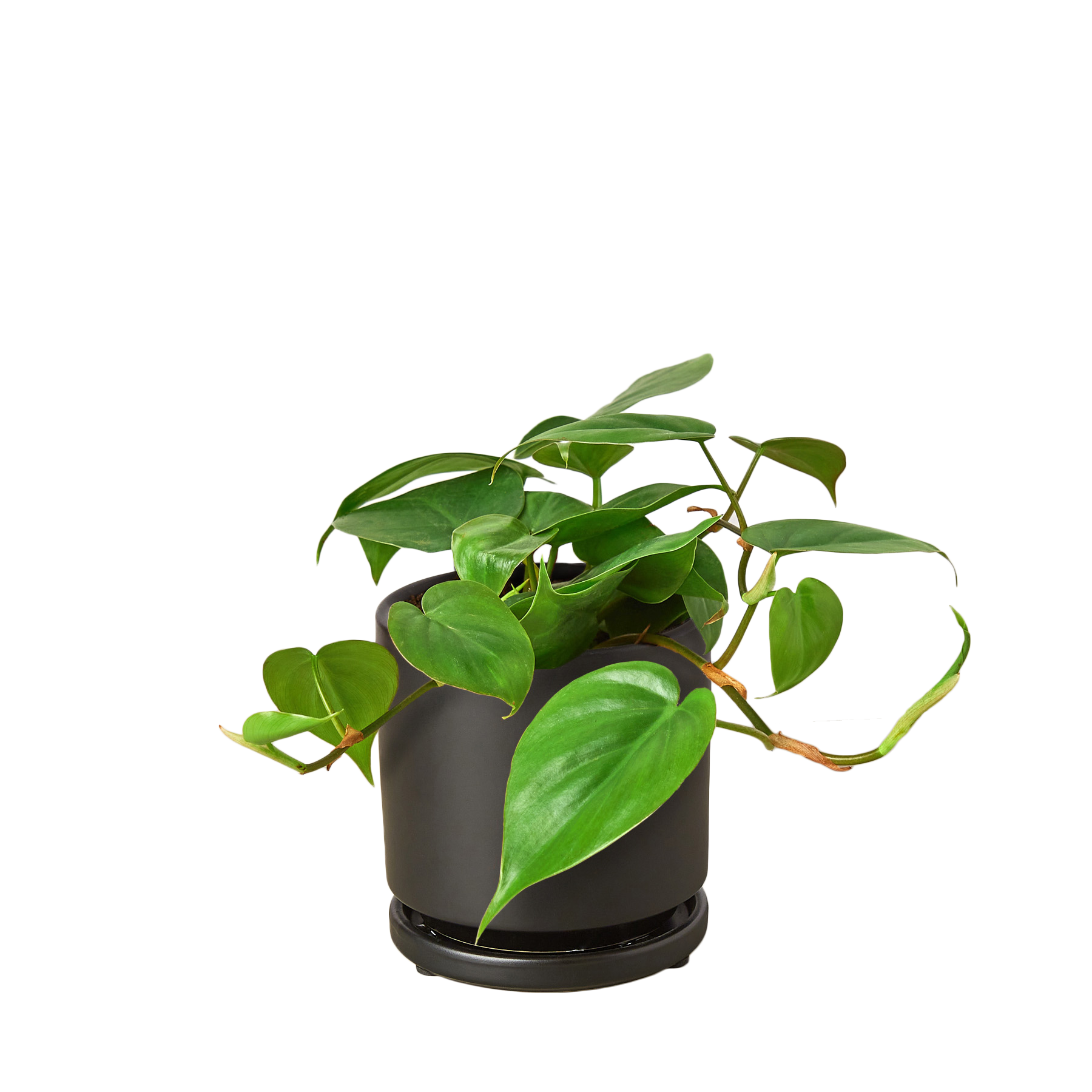 Heartleaf Philodendron Cordatum Live Indoor Plant (Philodendron hederaceum), Easy Care Trailing Houseplant for Home and Office Decor