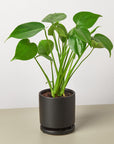 Philodendron Monstera 'Split-Leaf' - House Plant Shop