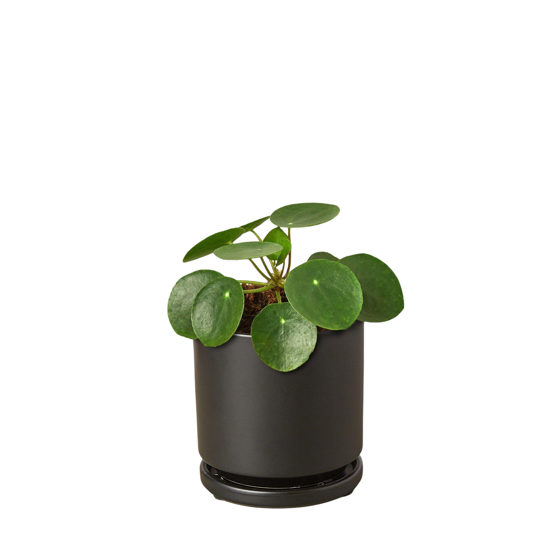 Pilea Peperomioides Chinese Money Plant Live Indoor Plant (Pilea peperomioides), Easy Care Houseplant for Home and Office Decor