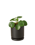 Pilea Peperomioides Chinese Money Plant Live Indoor Plant (Pilea peperomioides), Easy Care Houseplant for Home and Office Decor