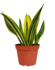 Gold Flame Snake Plant Live Indoor Plant (Sansevieria trifasciata), Easy Care Low Light Houseplant for Home and Office Decor