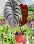 Alocasia 'Red Secret'