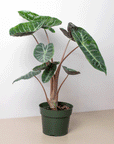 Alocasia Pink Dragon