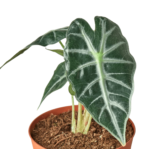 Alocasia Amazonica 'Bambino' - Planty Love Co