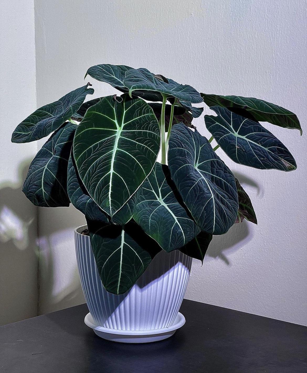 Alocasia 'Black Velvet' Live Indoor Plant (Alocasia reginula), Compact Velvet Foliage Houseplant for Home and Office Decor - Planty Love Co
