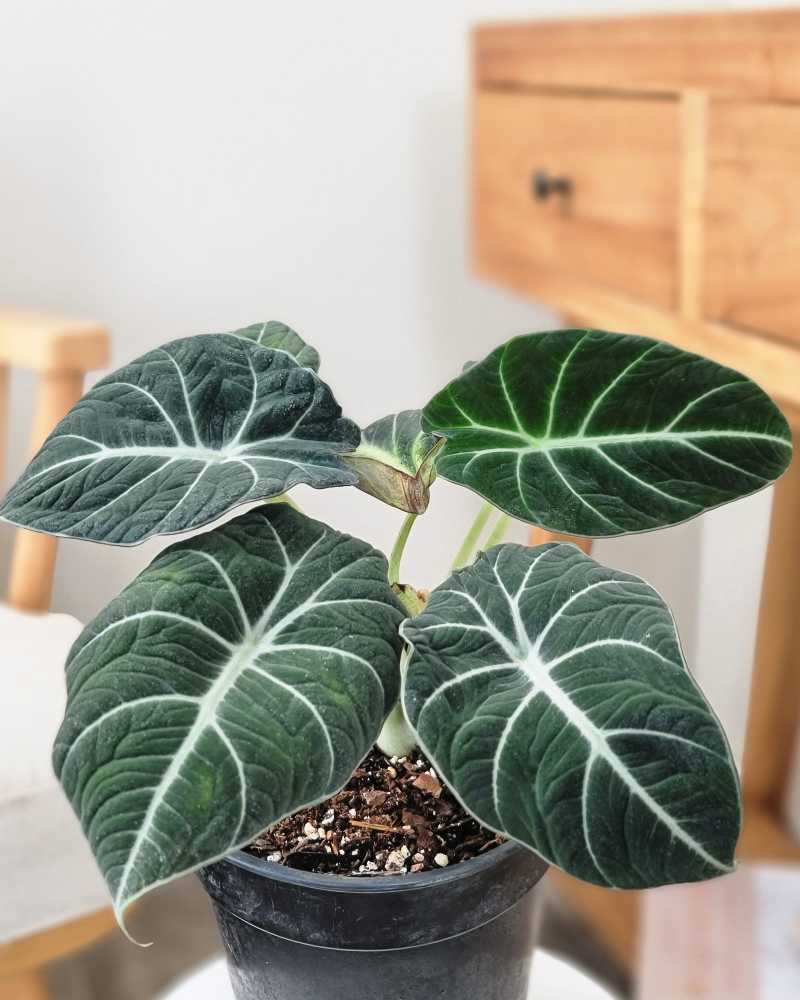 Alocasia 'Black Velvet' Live Indoor Plant (Alocasia reginula), Compact Velvet Foliage Houseplant for Home and Office Decor - Planty Love Co