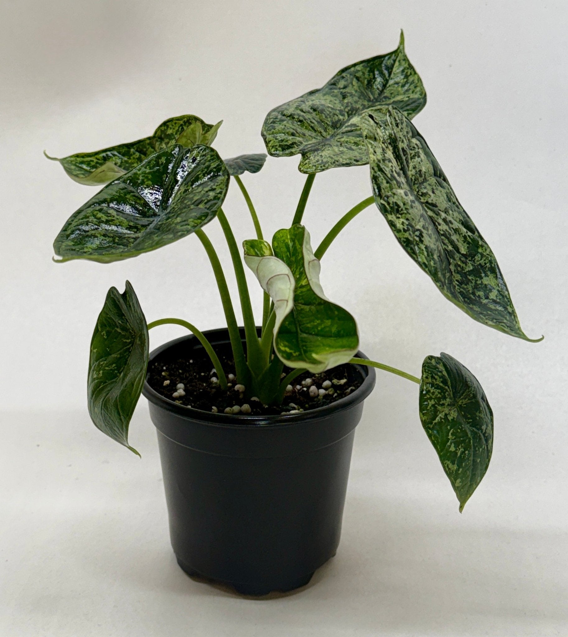 Alocasia 'Dragon Scale Mint' - Planty Love Co