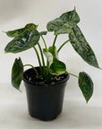 Alocasia 'Dragon Scale Mint' - Planty Love Co