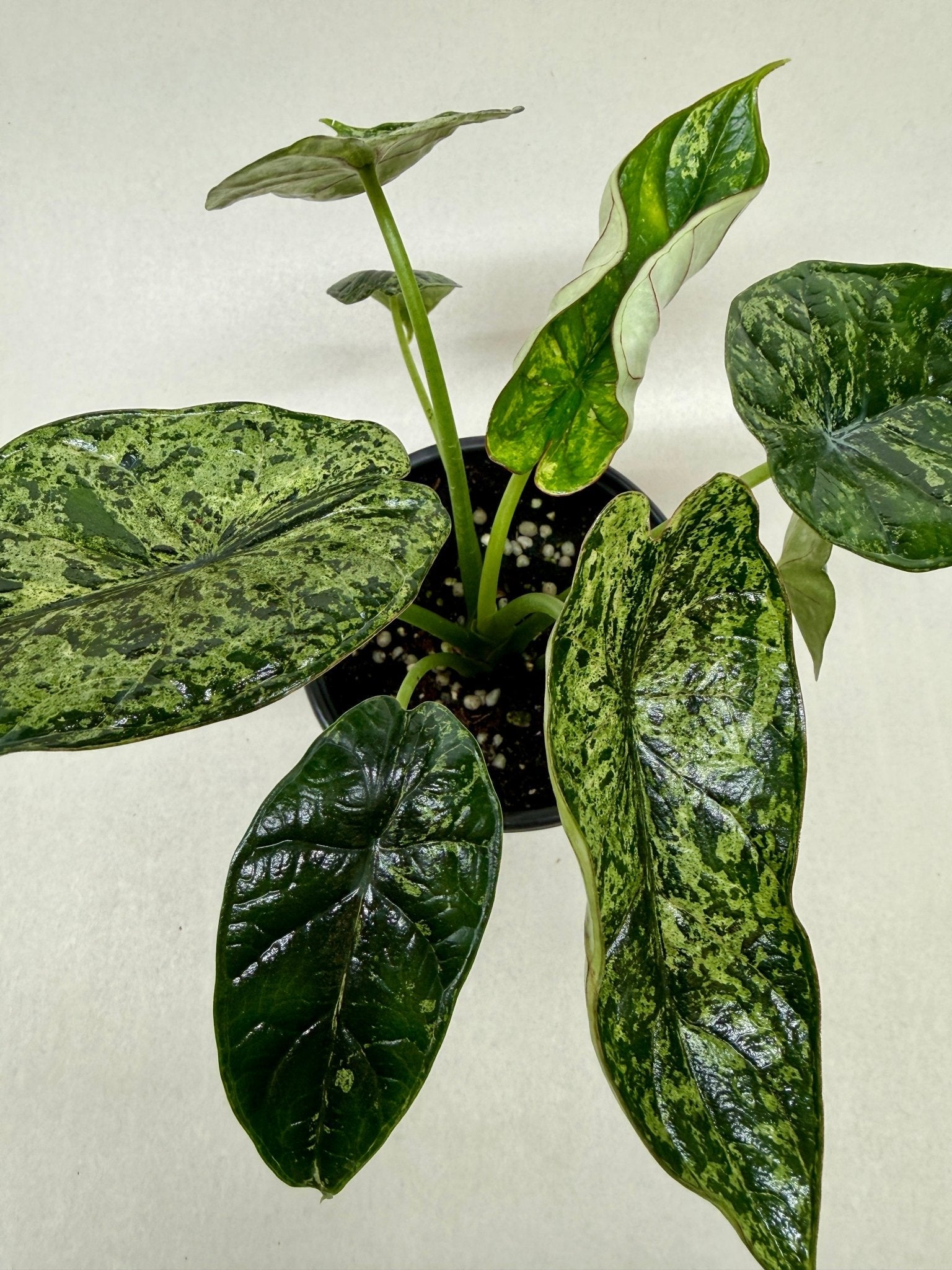 Alocasia 'Dragon Scale Mint' - Planty Love Co