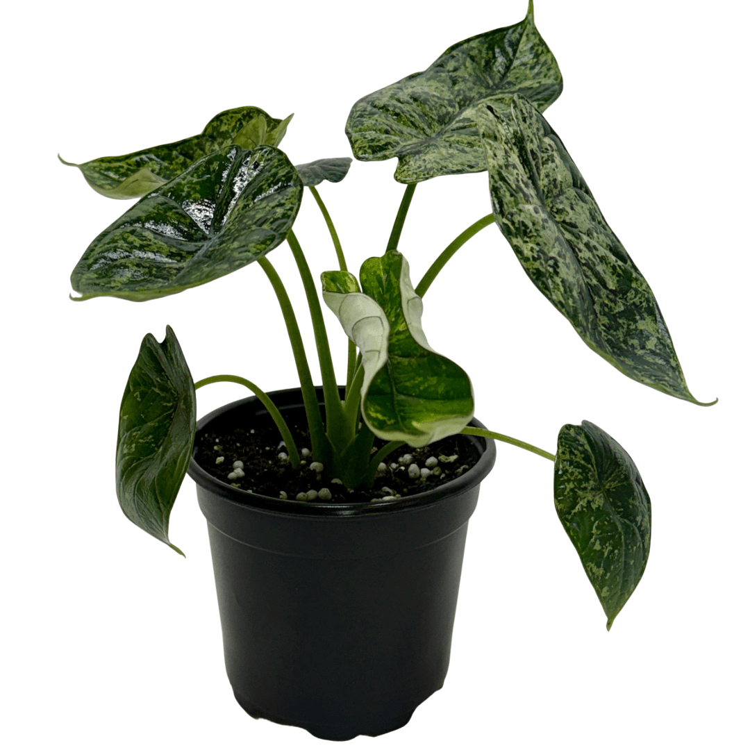 Alocasia 'Dragon Scale Mint' - Planty Love Co