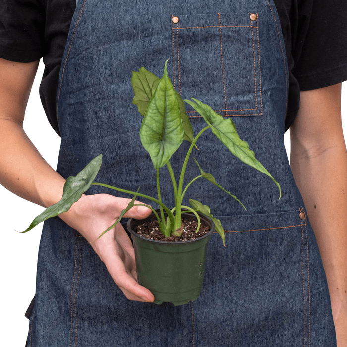 Alocasia 'Dragons Breath' - Planty Love Co
