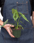 Alocasia 'Dragons Breath' - Planty Love Co