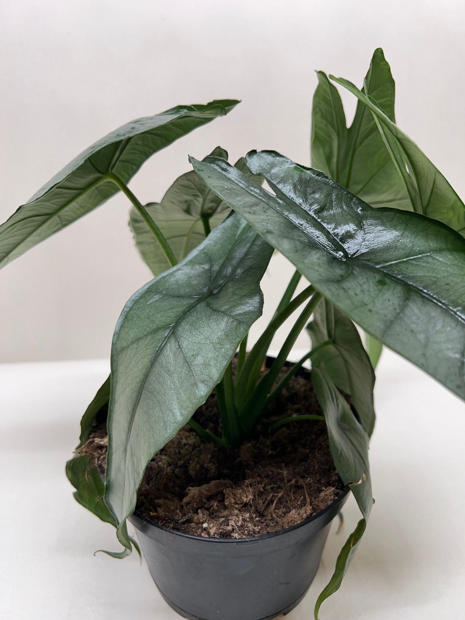 Alocasia 'Dragons Breath' - Planty Love Co