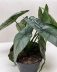 Alocasia 'Dragons Breath' - Planty Love Co