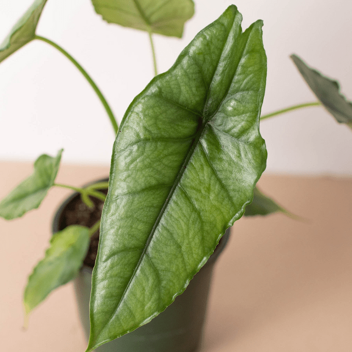 Alocasia 'Dragons Breath' - Planty Love Co