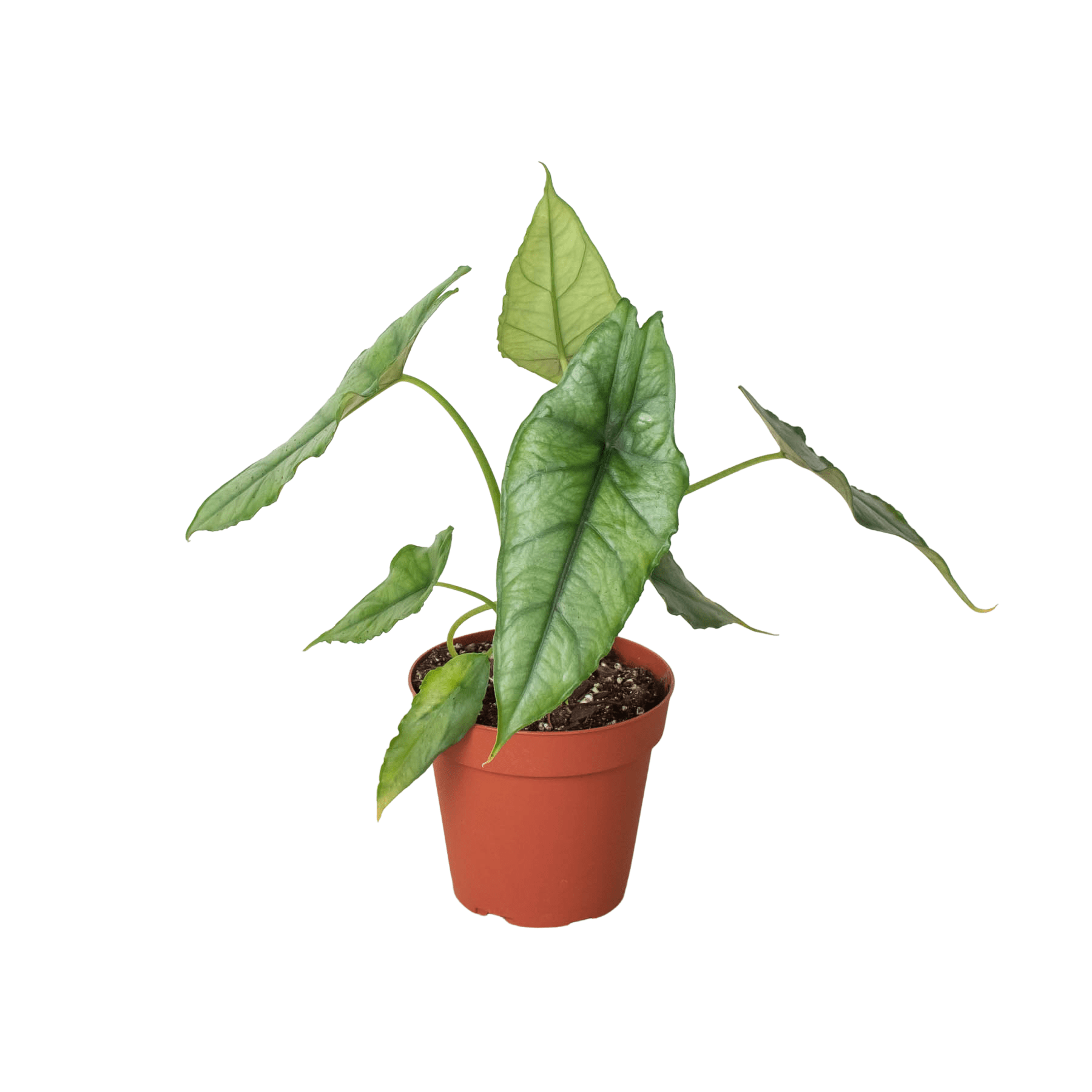 Alocasia 'Dragons Breath' - Planty Love Co
