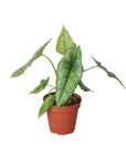 Alocasia 'Dragons Breath' - Planty Love Co