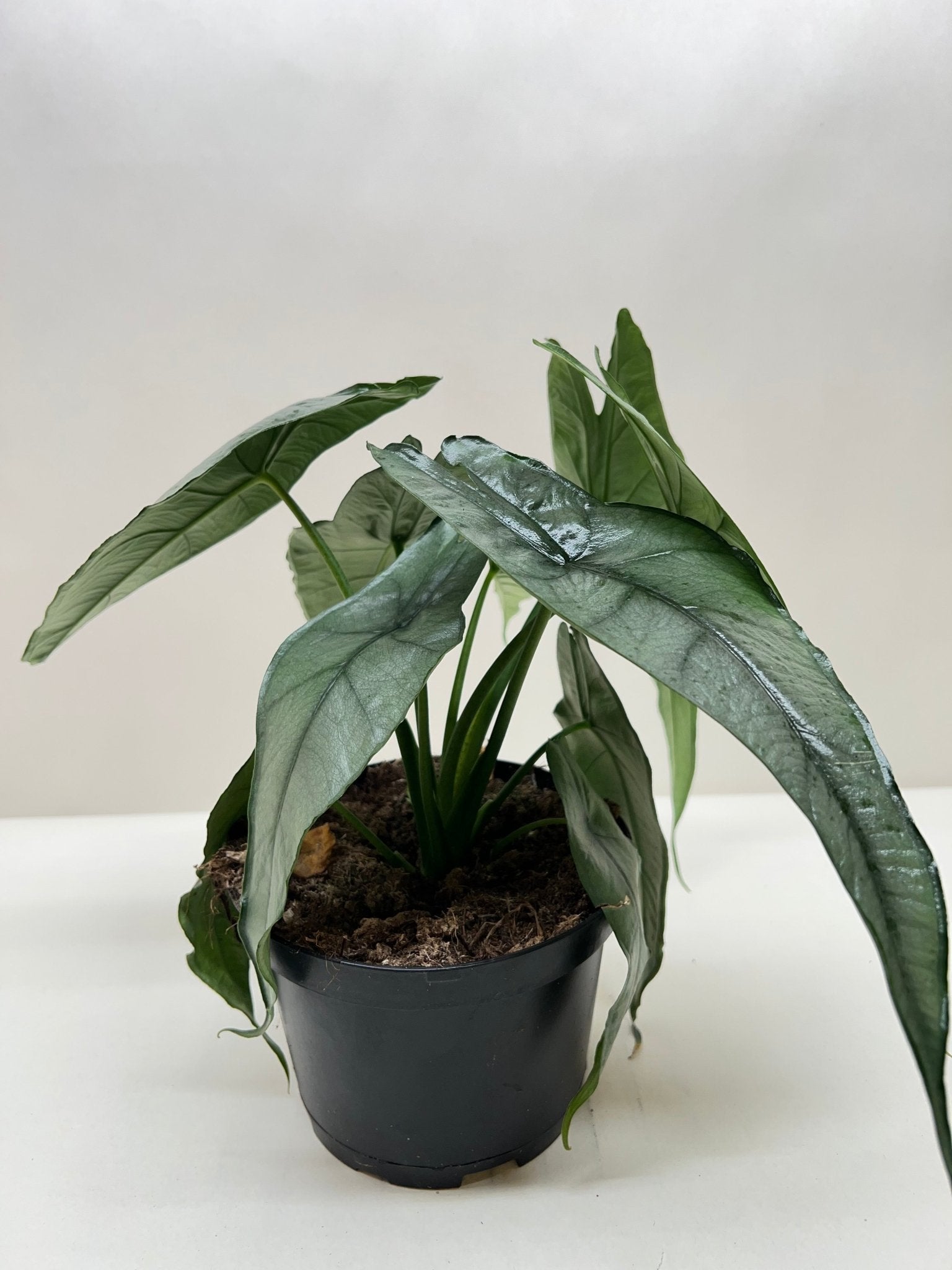 Alocasia 'Dragons Breath' - Planty Love Co