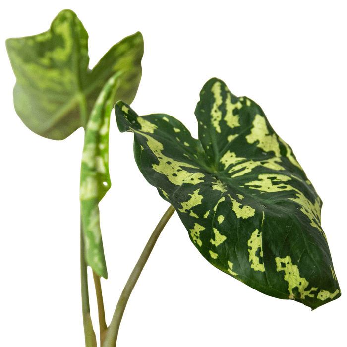 Alocasia 'Hilo Beauty' - Planty Love Co