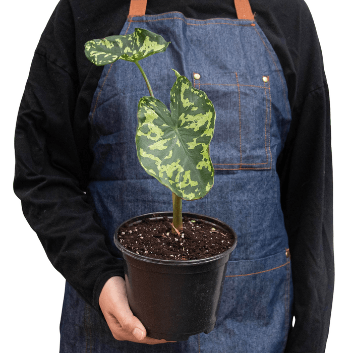 Alocasia 'Hilo Beauty' - Planty Love Co