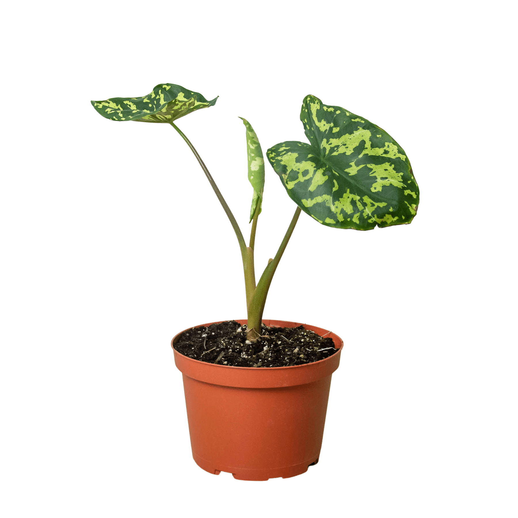 Alocasia 'Hilo Beauty' - Planty Love Co