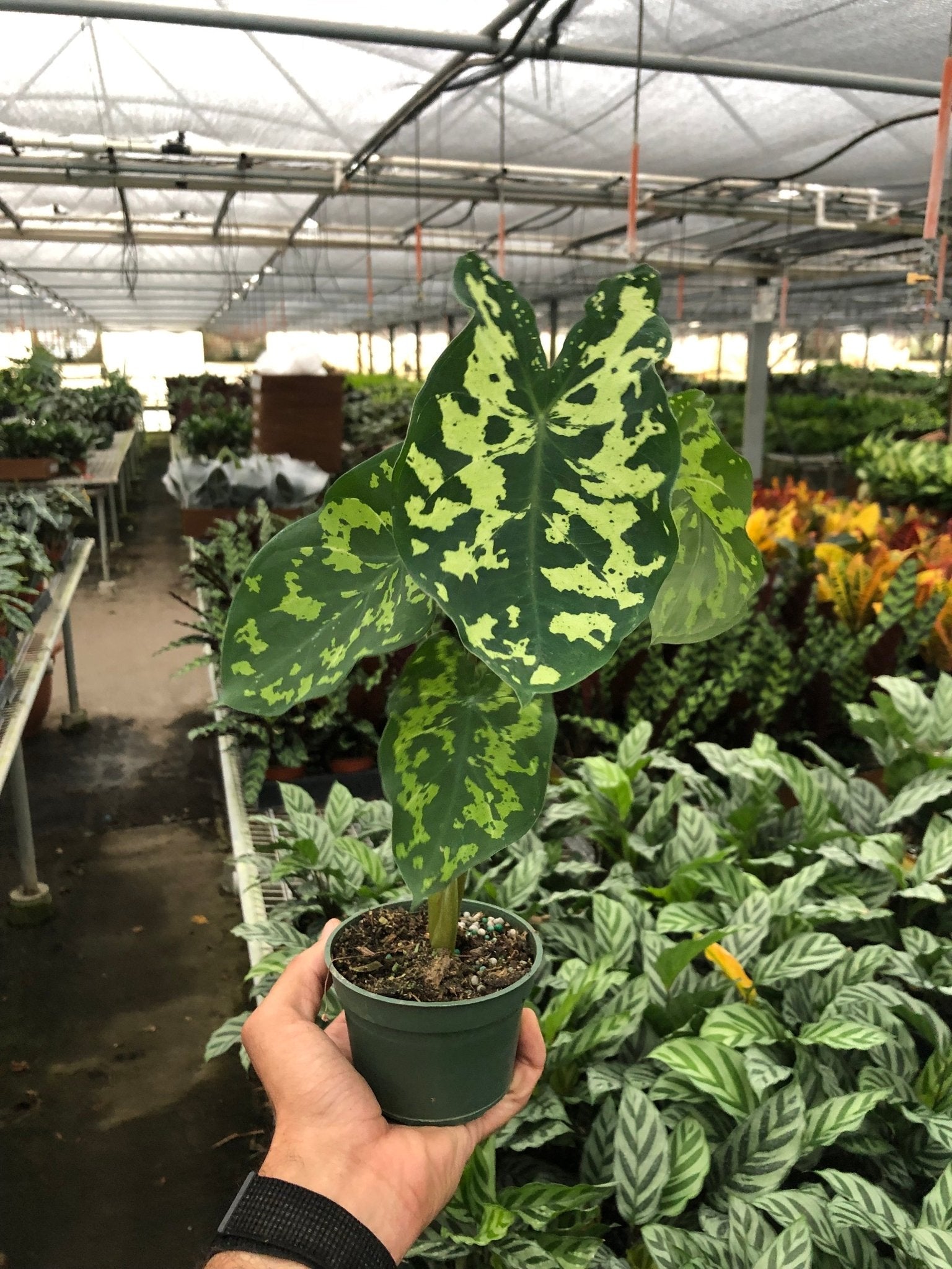 Alocasia 'Hilo Beauty' - Planty Love Co