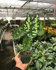 Alocasia 'Hilo Beauty' - Planty Love Co