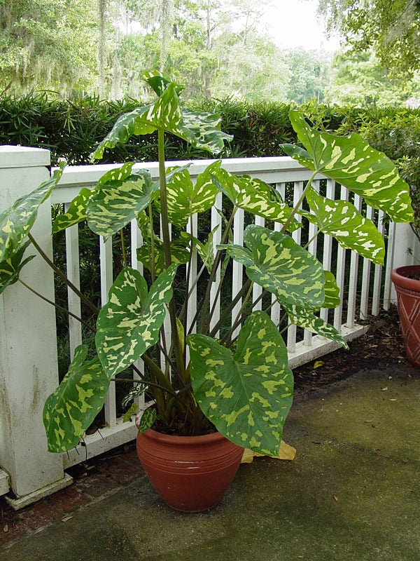 Alocasia 'Hilo Beauty' Live Indoor Plant (Caladium praetermissum), Speckled Foliage Houseplant for Home and Office Decor - Planty Love Co