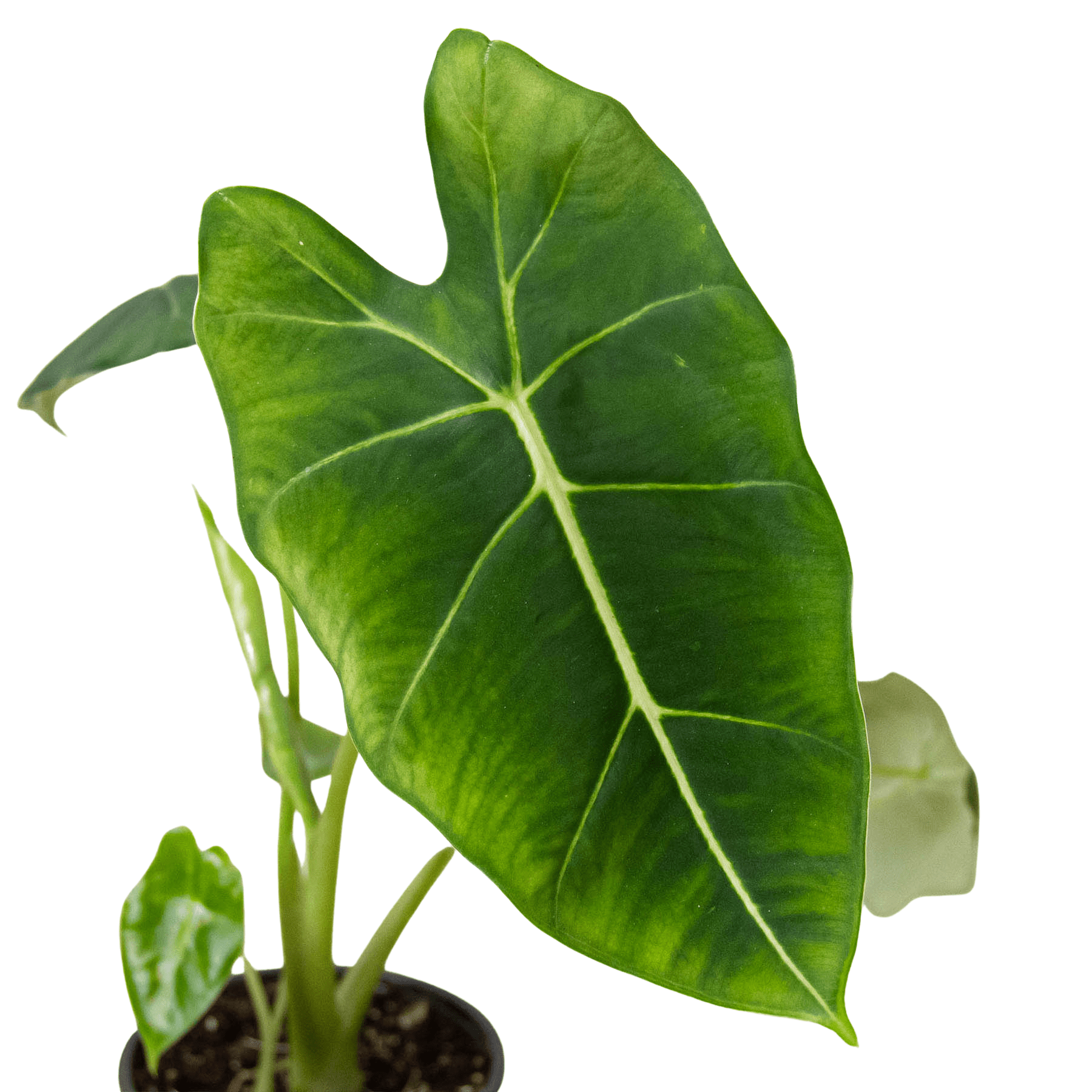Alocasia Micholitziana 'Frydek' - Planty Love Co