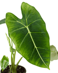 Alocasia Micholitziana 'Frydek' - Planty Love Co