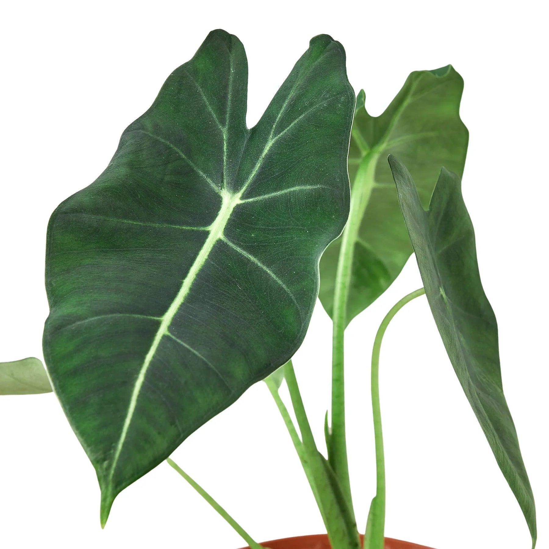 Alocasia Micholitziana 'Frydek' - Planty Love Co