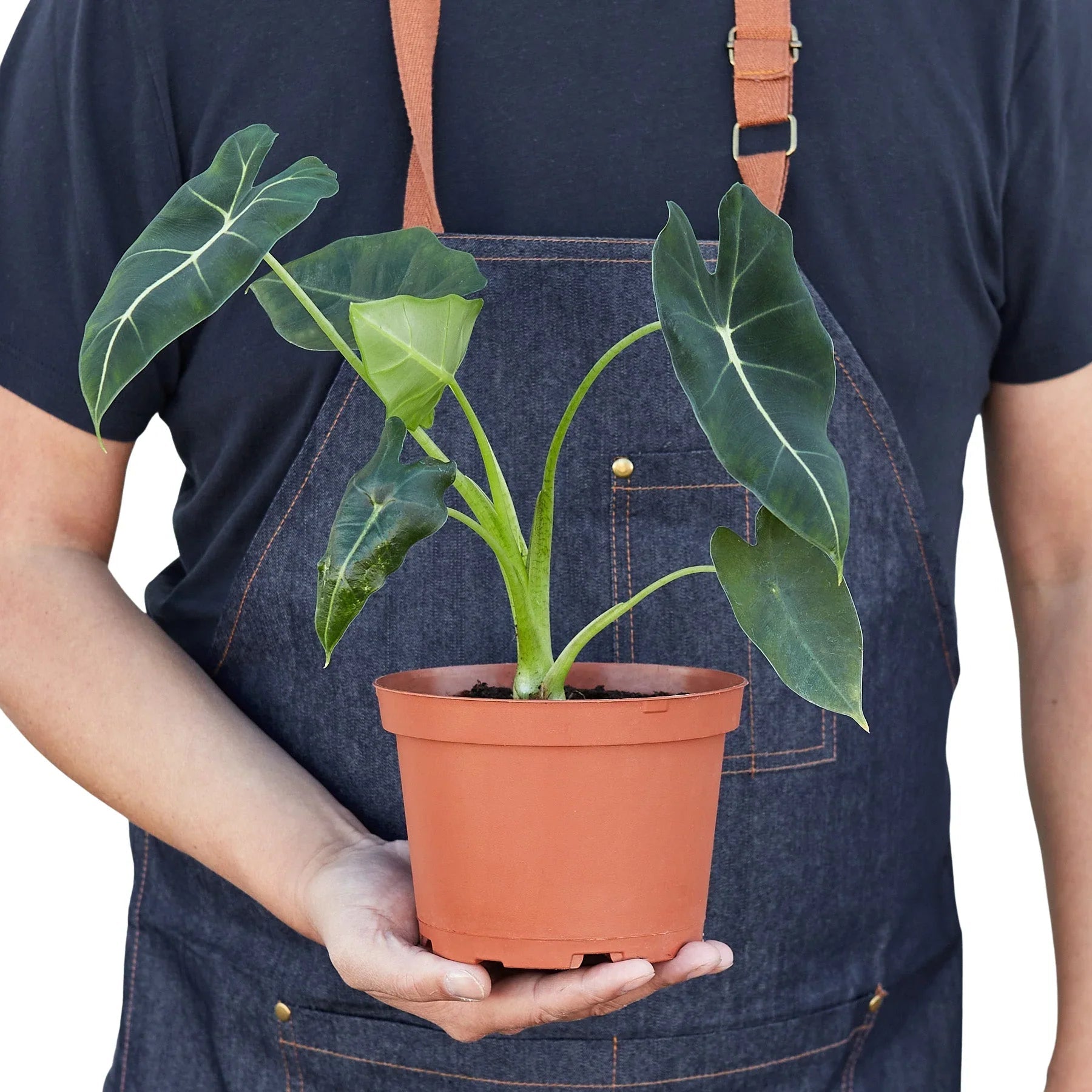 Alocasia Micholitziana 'Frydek' - Planty Love Co